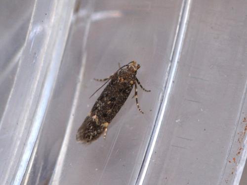 Bryotropha affinis